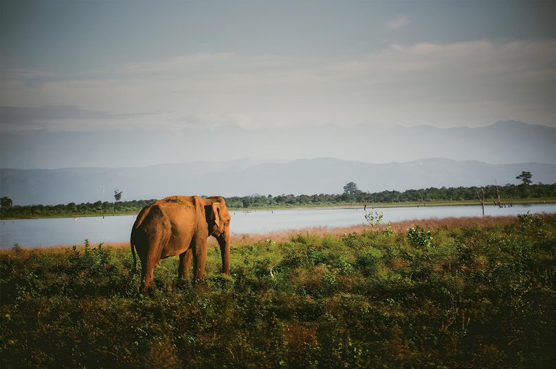 An elephant at Yala National Park.