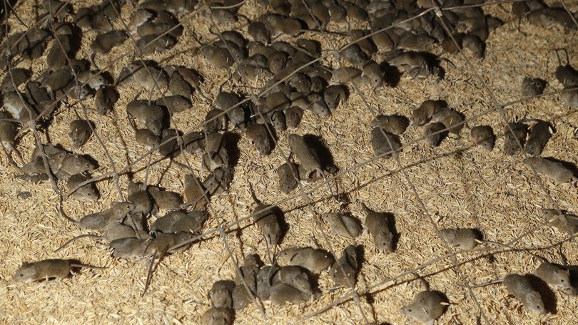 Residents have been left horrified over the influx of mice. 