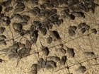 Residents have been left horrified over the influx of mice. 