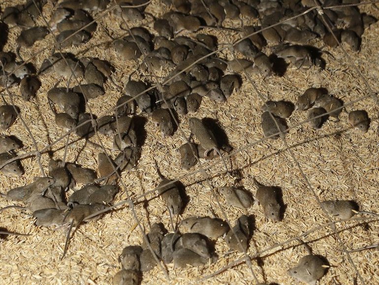 Residents have been left horrified over the influx of mice. 