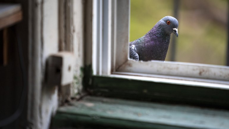 FILE — A pigeon, likely expecting food, pokes its head inside the home of Tina Piña Trachtenberg, known as Mother Pigeon, in Brooklyn, April 22, 2025. A new study leads scientists to wonder whether people set out to domesticate pigeons or the process occurred naturally as pigeons “colonized” human environments. (Angelina Katsanis/The New York Times)