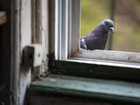 FILE — A pigeon, likely expecting food, pokes its head inside the home of Tina Piña Trachtenberg, known as Mother Pigeon, in Brooklyn, April 22, 2025. A new study leads scientists to wonder whether people set out to domesticate pigeons or the process occurred naturally as pigeons “colonized” human environments. (Angelina Katsanis/The New York Times)