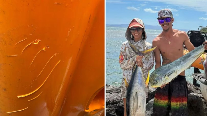 Couple recount terrifying tiger shark encounter.