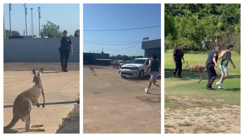 Kangaroo gets loose in Texas.