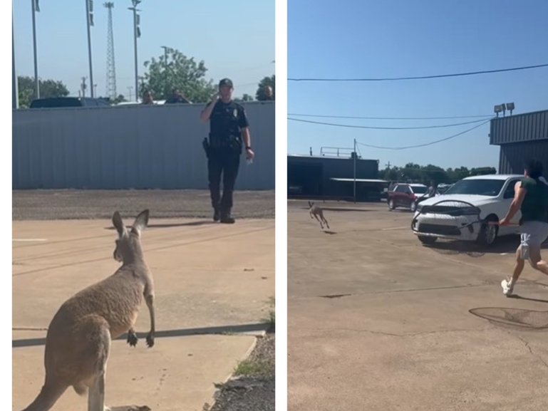Kangaroo gets loose in Texas.