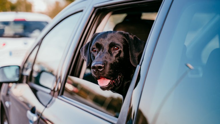 The black labrador accidentally shot a nearby driver. File photo.