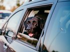 The black labrador accidentally shot a nearby driver. File photo.