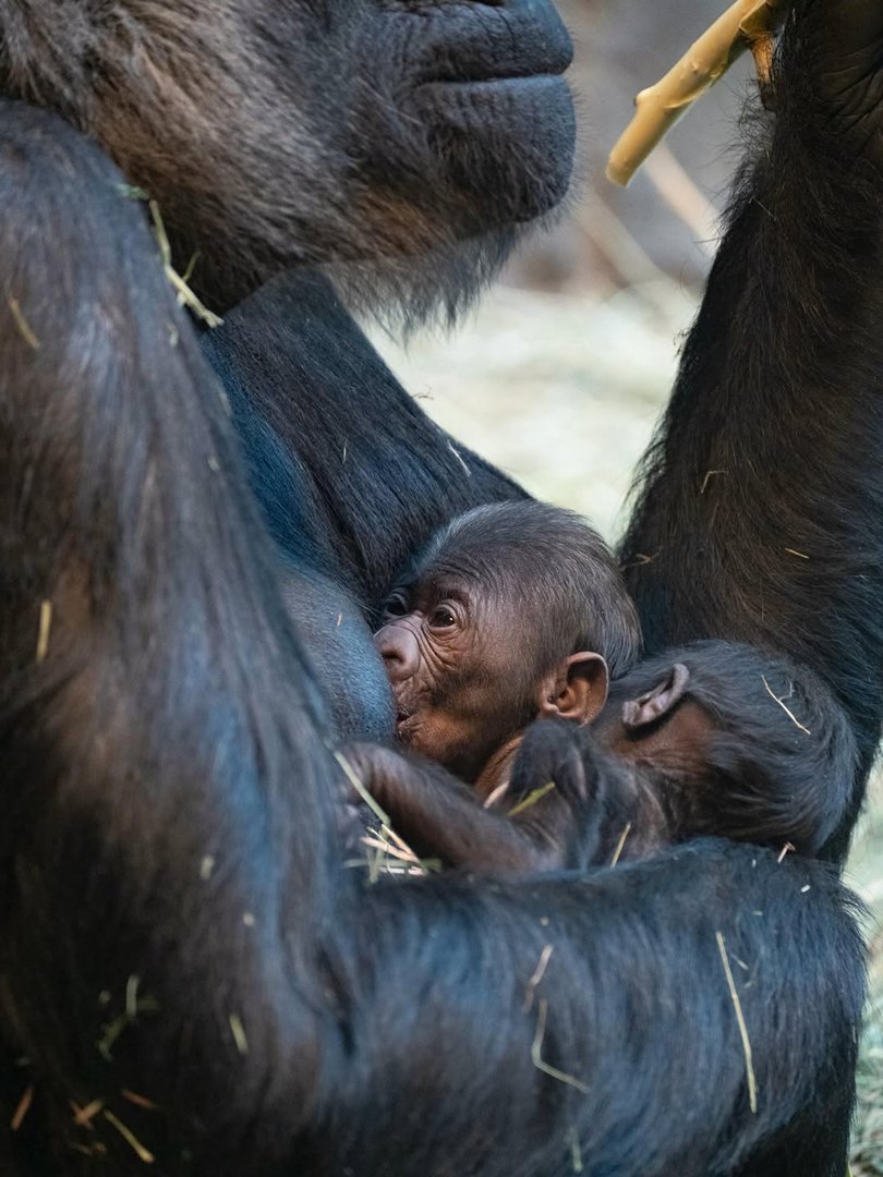 Historic emergency surgery unfolds at zoo.