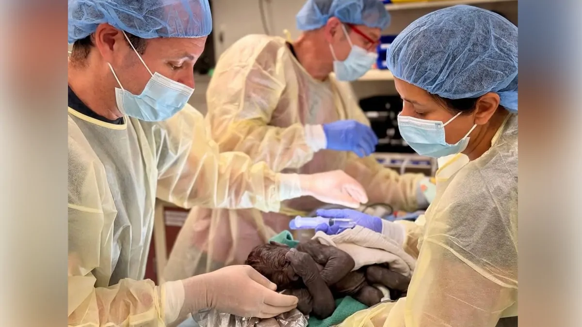 Seattle Woodland Park Zoo gorilla Olympia gives birth via rare C-section with help from OB-GYN team