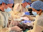 Doctors were called to a zoo after labour took a dramatic turn.