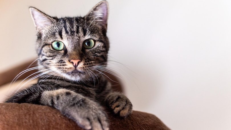 Cats could help scientists better understand human cancer.