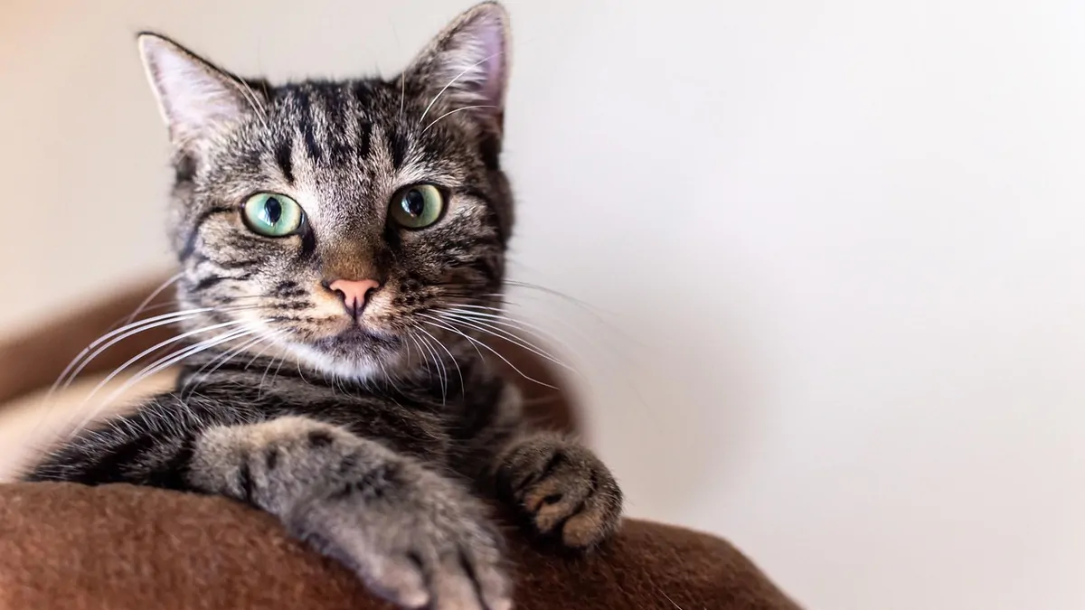 Cats could help scientists better understand human cancer