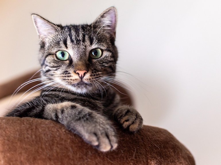 Cats could help scientists better understand human cancer.