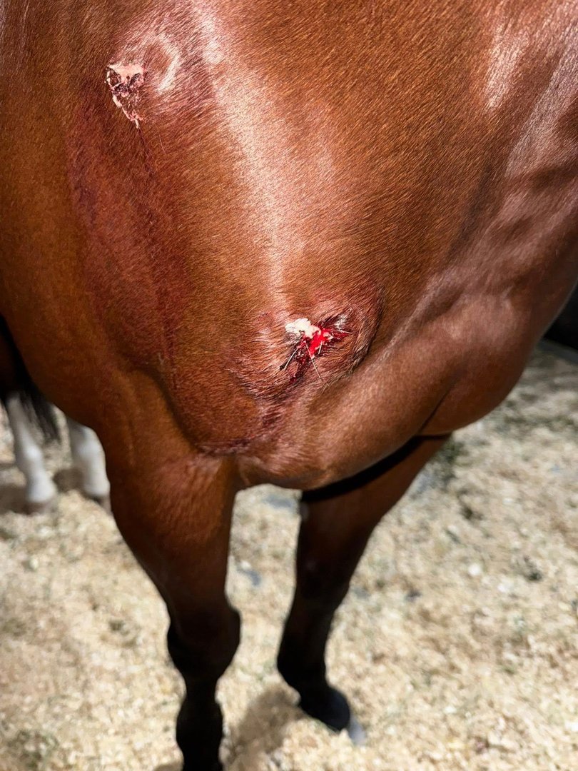 Detail’s injuries. 