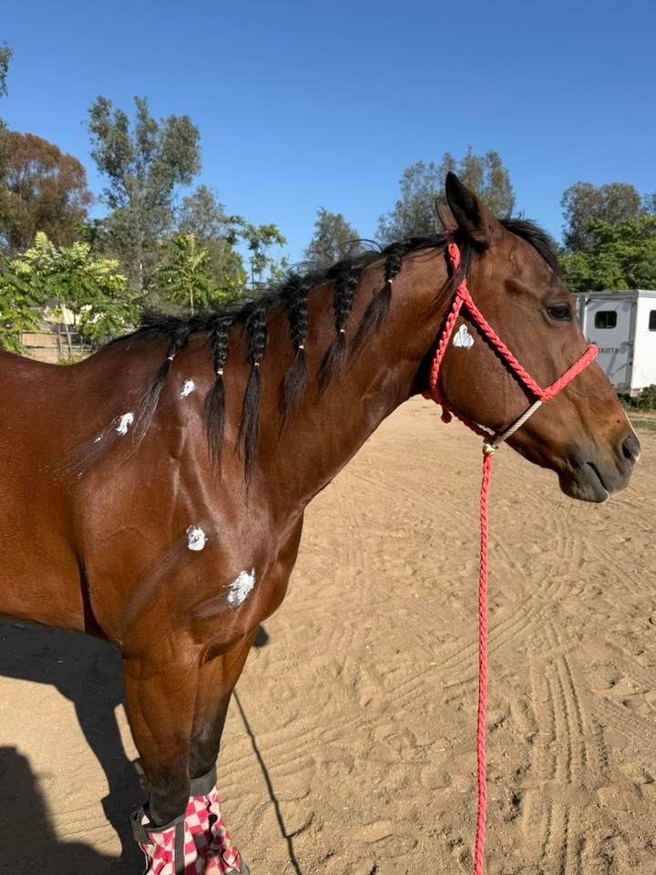 Arielle Phillips’ horse Detail was also a victim. 