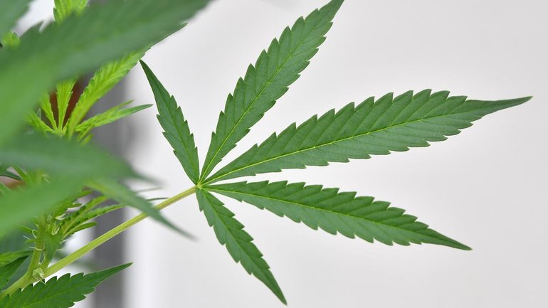 There are more than 300,000 medicinal cannabis users across NSW. 