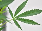 There are more than 300,000 medicinal cannabis users across NSW. 