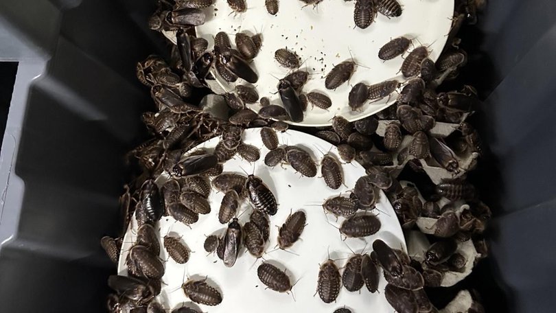 More than 100,000 seized exotic cockroaches, illegal to import, will need to be euthanised. (HANDOUT/Department of Climate Change, Energy, Environment and Water (DCCEEW))