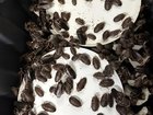 More than 100,000 seized exotic cockroaches, illegal to import, will need to be euthanised. (HANDOUT/Department of Climate Change, Energy, Environment and Water (DCCEEW))