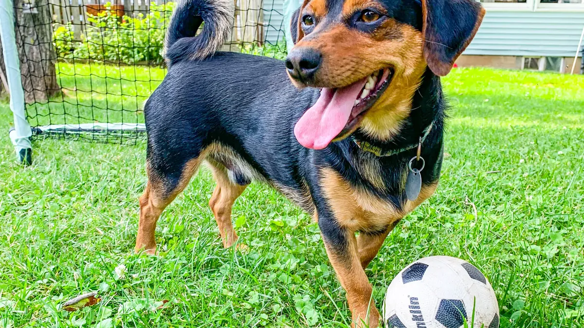 The dog called Ronaldo going viral for his soccer skills