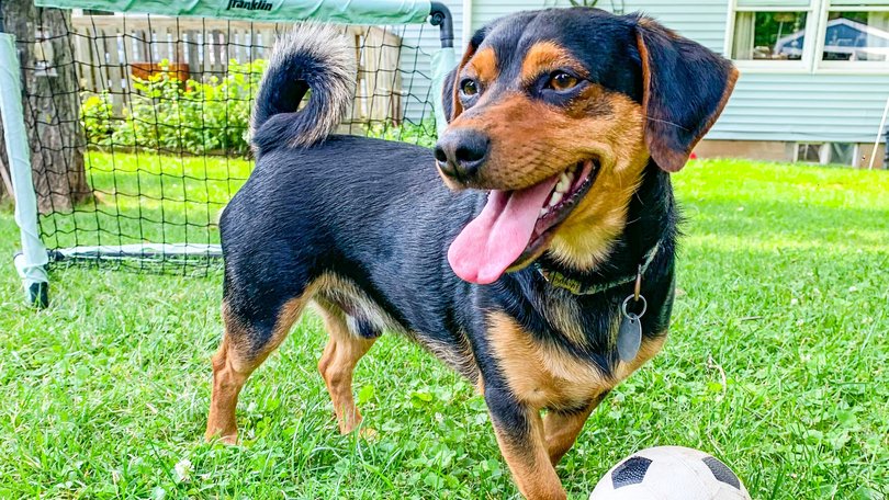 Ronaldo, a Chihuahua-dachshund mix who lives in Pennsylvania. (Stephanie Craveiro Katzman)