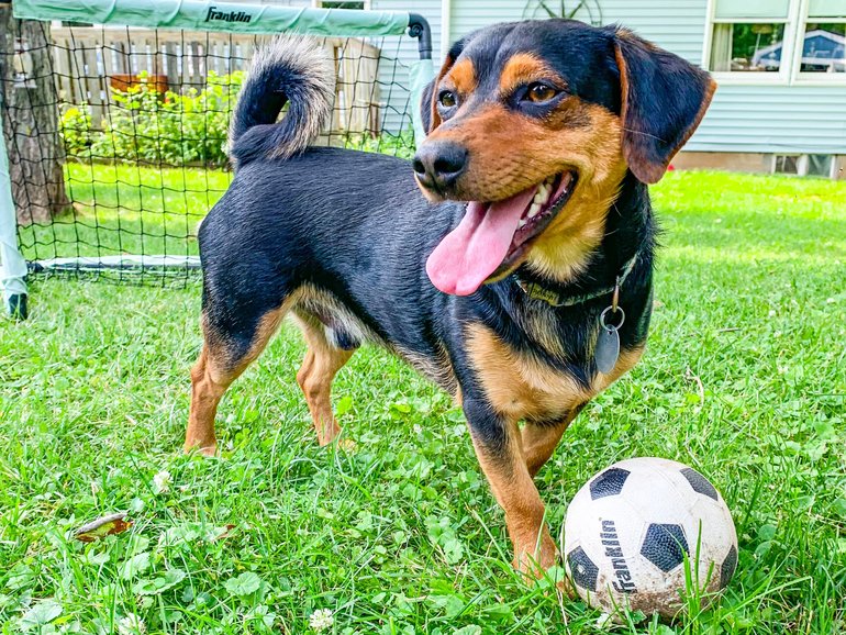 Ronaldo, a Chihuahua-dachshund mix who lives in Pennsylvania. (Stephanie Craveiro Katzman)