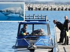 A male diver has been bitten by a suspected 4.5 metre shark just before 11.30am on Saturday at Michaelmas Island off Albany. 