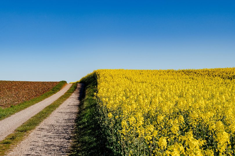 A field of rapeseed in Skane, Sweden.