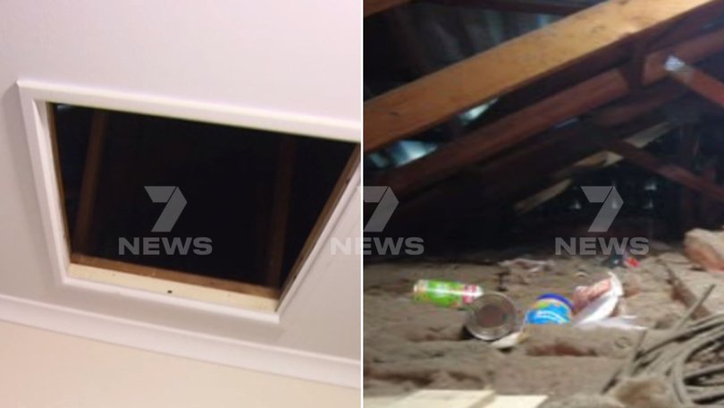 An Adelaide grandmother thought a large possum was in her roof that turned out to be a squatter