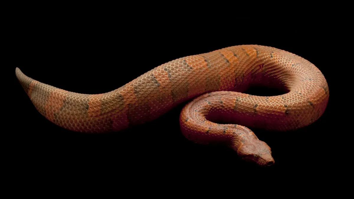 Snake missing on plane: Urgent search for venomous reptile after sighting grounds aircraft