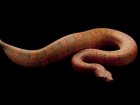 FILE: A mock viper has gone missing after escaping on a plane. 