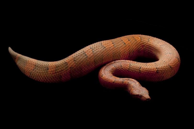 FILE: A mock viper has gone missing after escaping on a plane.