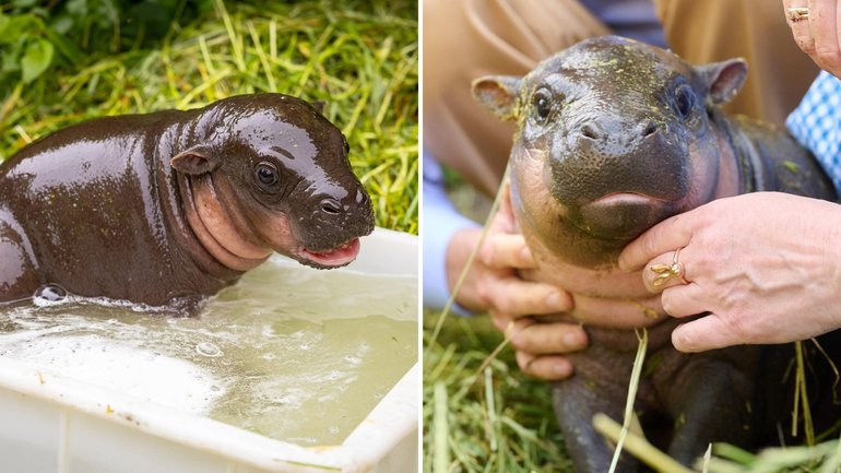 The pygmy hippo was born at Berlin Zoo on May 9.
