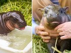The pygmy hippo was born at Berlin Zoo on May 9.
