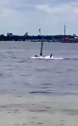 Florida shark attack