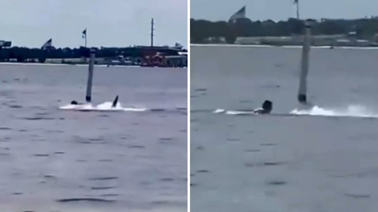 A Navy base worker is in critical condition after a shark attack during a lunchtime swim, with the frightening incident captured on video. 