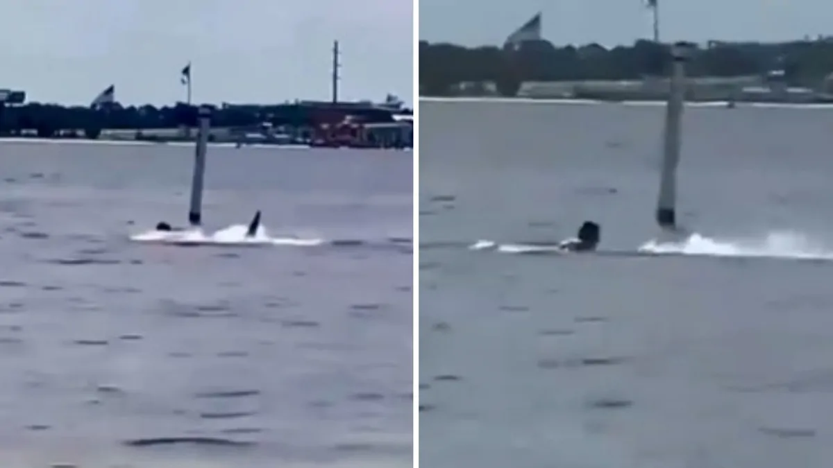Florida: Chilling shark attack captured on video as US Navy base worker is mauled on lunchtime swim