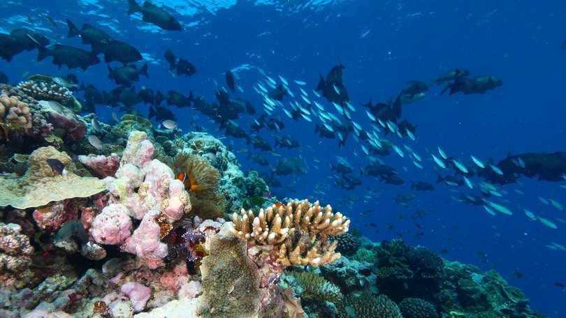 UNESCO will debate management of the Great Barrier Reef in Busan later this year.