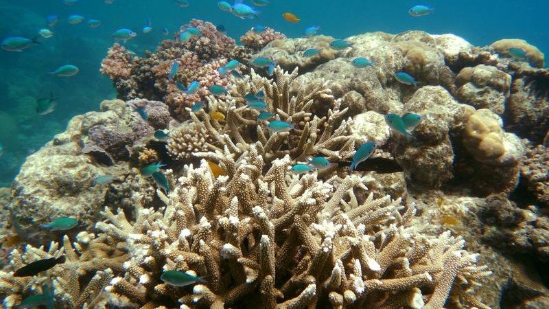 The Great Barrier Reef is being buried alive.