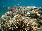 The Great Barrier Reef is being buried alive.