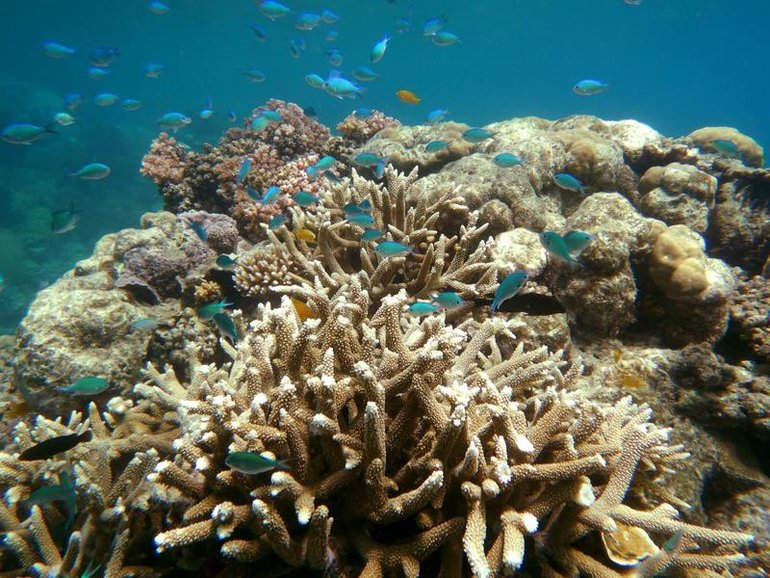 The Great Barrier Reef is being buried alive.