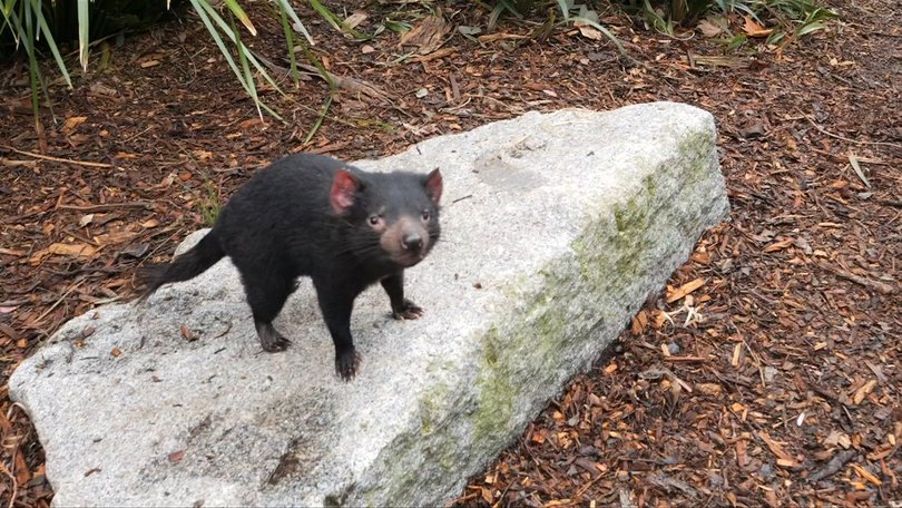 Wildlife keepers said Mary escaped her quarantine enclosure after making an ‘abnormally large leap’ over a 1.4m fence.