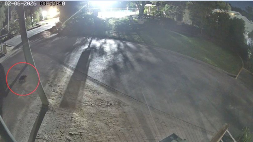 CCTV footage shows endangered Tasmanian devil Mary escaping her enclosure at Paradise Country in the early hours of Tuesday morning.