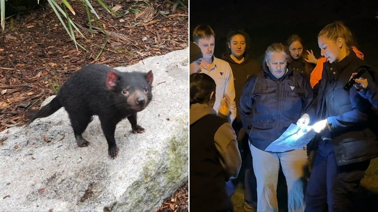Wildlife teams are using drones, sniffer dogs and thermal imaging technology as the search for Tasmanian devil Mary, missing since Tuesday morning, intensifies on the Gold Coast.