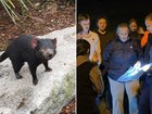 Wildlife teams are using drones, sniffer dogs and thermal imaging technology as the search for Tasmanian devil Mary, missing since Tuesday morning, intensifies on the Gold Coast.
