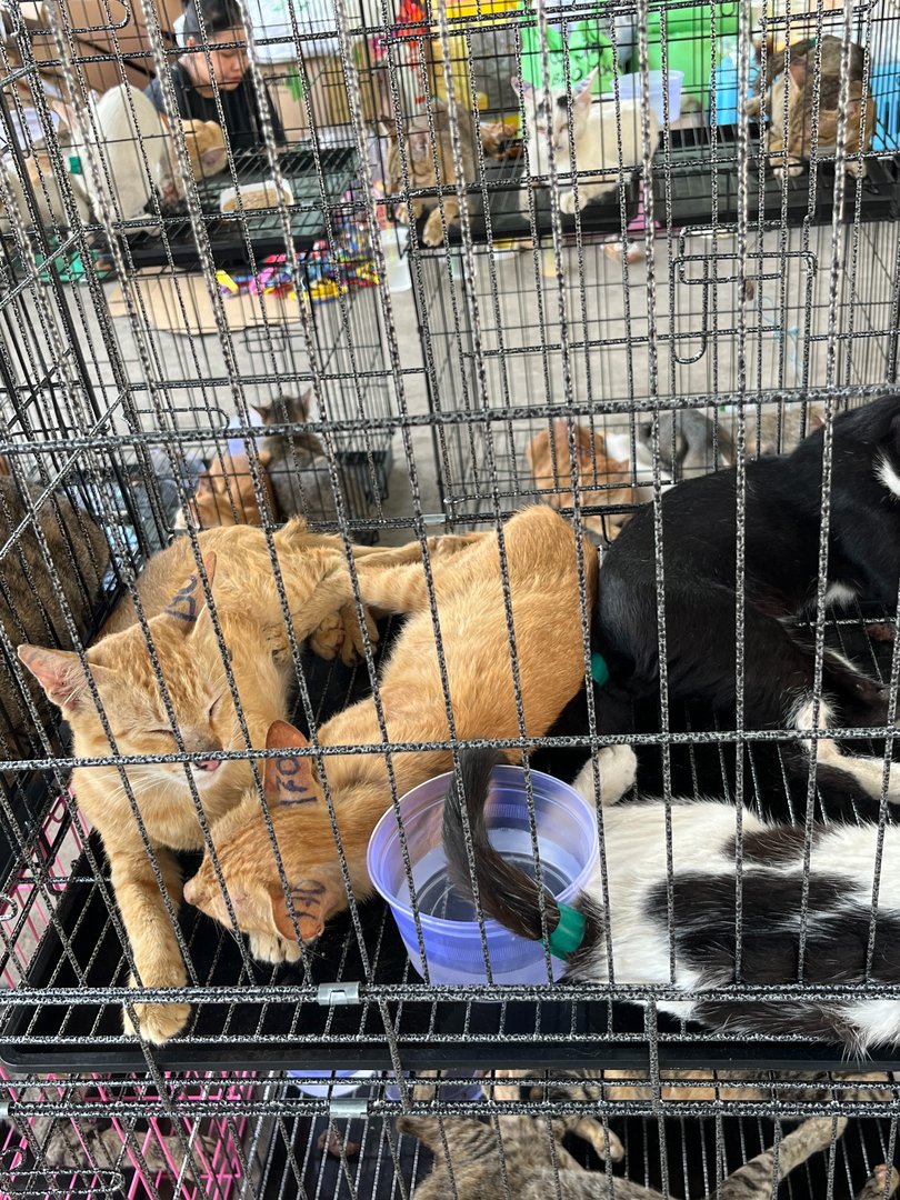 Police are continuing efforts to reunite the cats with their owners.