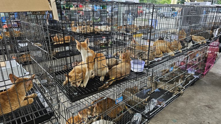 Many of the cats looked thin and weak when they were rescued by police.