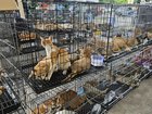 Many of the cats looked thin and weak when they were rescued by police.