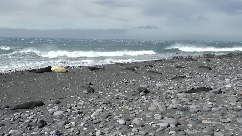 H5 bird flu has taken a huge toll on Heard Island's wildlife, including elephant seal pups. 