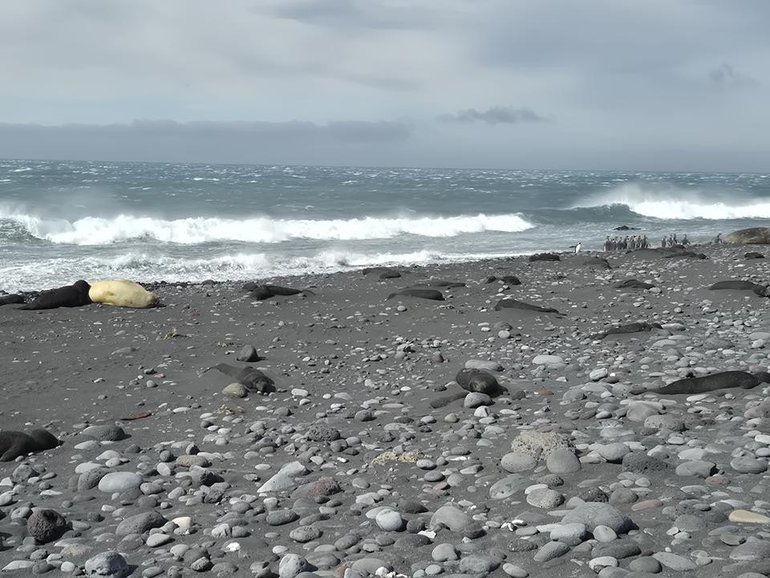 H5 bird flu has taken a huge toll on Heard Island's wildlife, including elephant seal pups. 